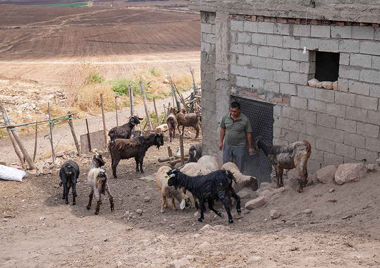 Yangın Mağduru Besicilere Hataylı Depremzedelerden Küçükbaş Hayvan Desteği (3)