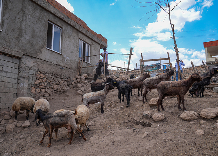 Yangın Mağduru Besicilere Hataylı Depremzedelerden Küçükbaş Hayvan Desteği (4)