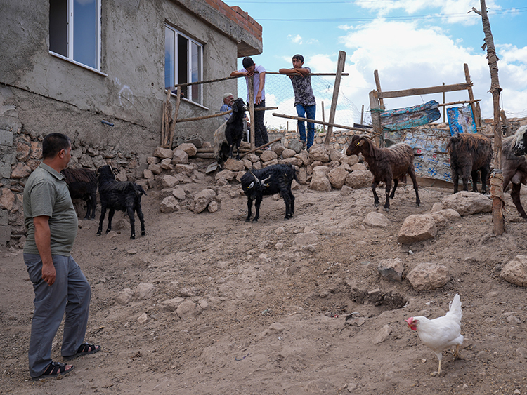 Yangın Mağduru Besicilere Hataylı Depremzedelerden Küçükbaş Hayvan Desteği (5)