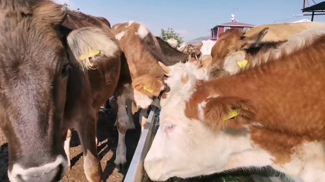 Pazarcık’ta Büyük Ve Küçükbaş Hayvan Çiftliği Kuruldu (2)