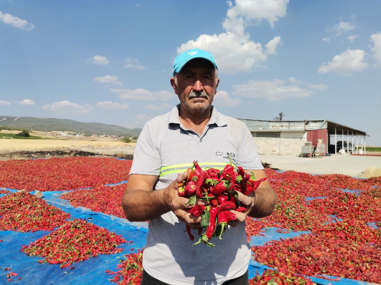 50 Bin Ton Maraş Biberi Üretildi (2)