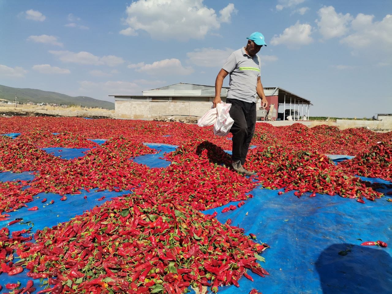 50 Bin Ton Maraş Biberi Üretildi (5)