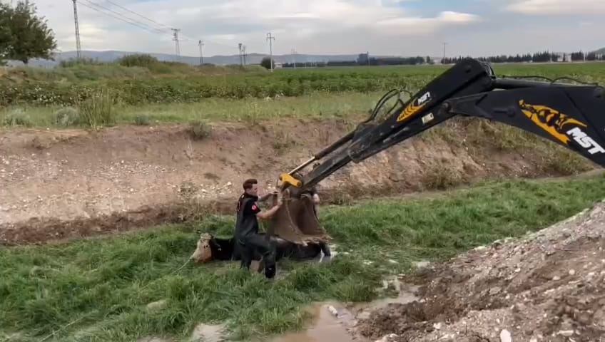 Dere Yatağına Düşen Inekler Için Kurtarma Operasyonu