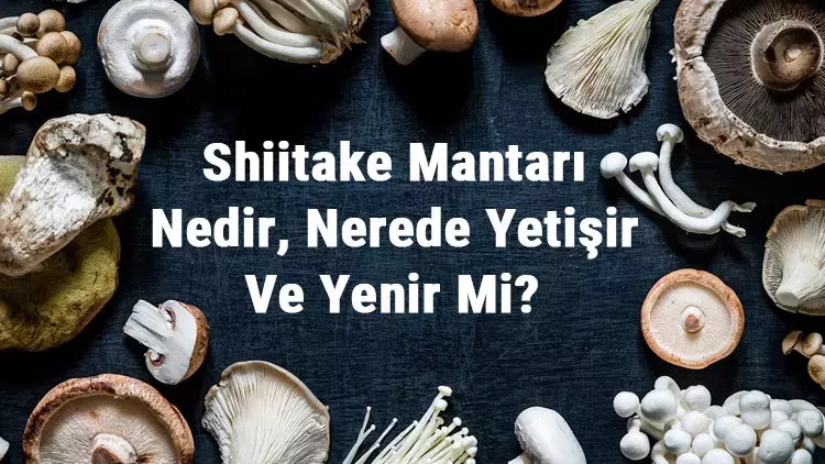 01 Şitaki Mantarı Faydaları, Yetiştiriciliği Ve Özellikleri (4)