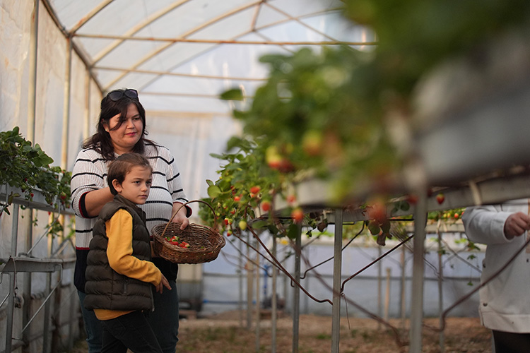 Düzceli Aile Topraksız Serada 4 Mevsim Çilek Yetiştiriyor1