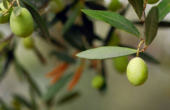 Akdeniz İklimine Özgü Bir Ağaç Türü Zeytin Ve Zeytinyağı (2)