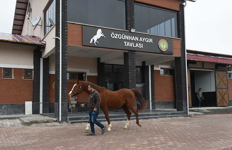 Osmanlı'da Ordunun At Ihtiyacını Karşılayan Harada Şampiyon Adayı Tayların Doğumu Başladı1