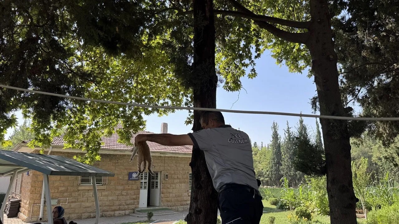 Kahramanmarasta Kediyi Kurtaran Sef Gonulleri Fethetti 2