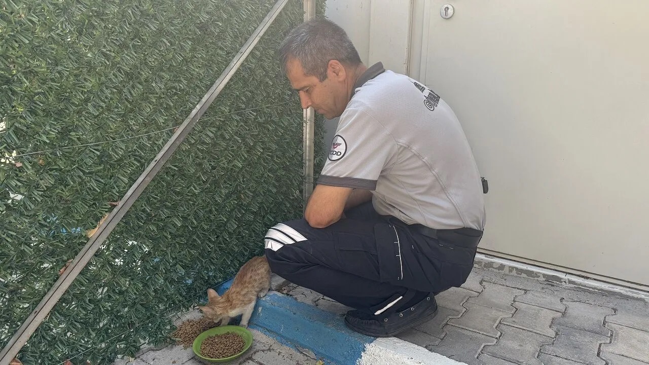 Kahramanmarasta Kediyi Kurtaran Sef Gonulleri Fethetti 4