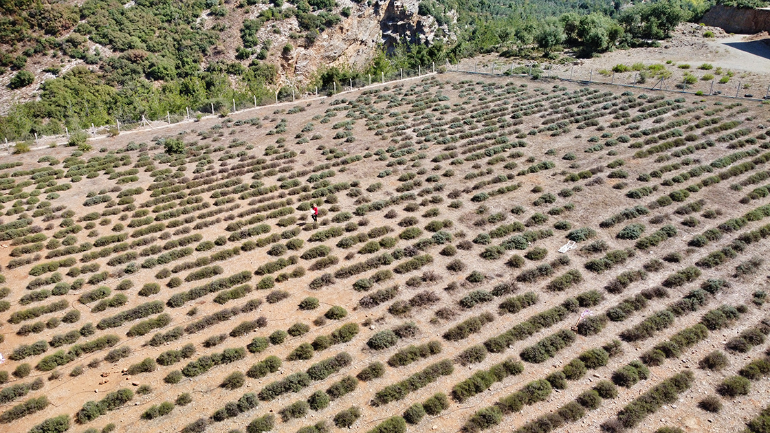 Osmaniye'de Yeniden Ekonomiye Kazandırılan Lavanta Bahçesi Kadınlara Gelir Kapısı Oldu (3)