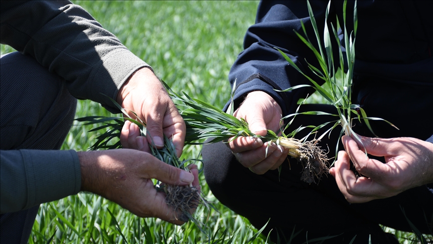Kasımda Yağışlar Azaldı, Bitki Gelişimi Için Gözler Gelecek Döneme Odaklandı (1)