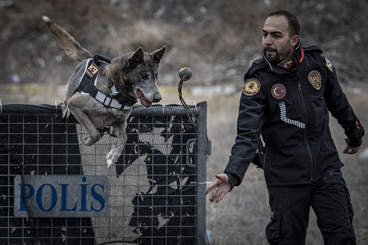 Türkiye'nin Sayılı Kadavra Köpeklerinden Melo Depremden Cinayete Ekiplerin Iz Sürücüsü (4)