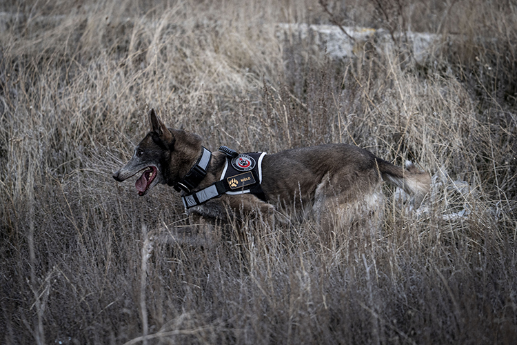 Türkiye'nin Sayılı Kadavra Köpeklerinden Melo Depremden Cinayete Ekiplerin Iz Sürücüsü (6)