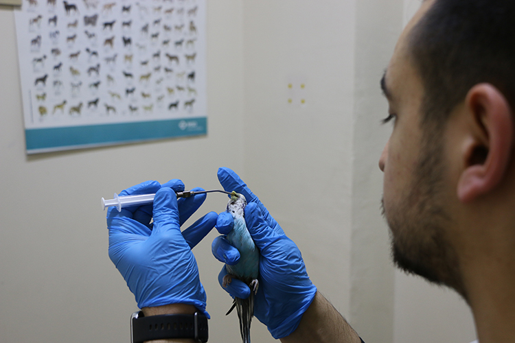 Kuşlara Duyduğu Sevgiyle 4