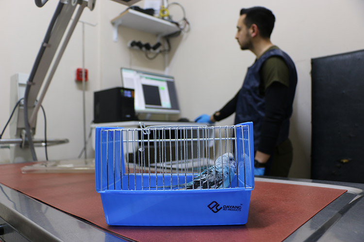 Kuşlara Duyduğu Sevgiyle