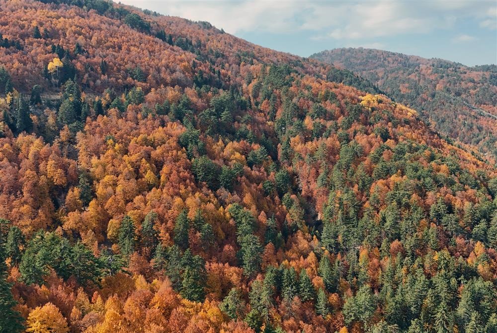 492895,Geben Milli Parki 4Jpg