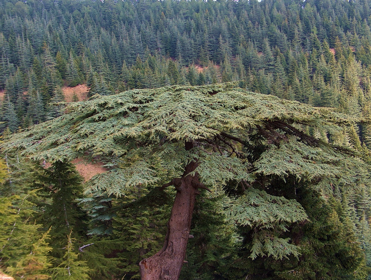 75583,Yavsan Yaylasi Kahramanmaras