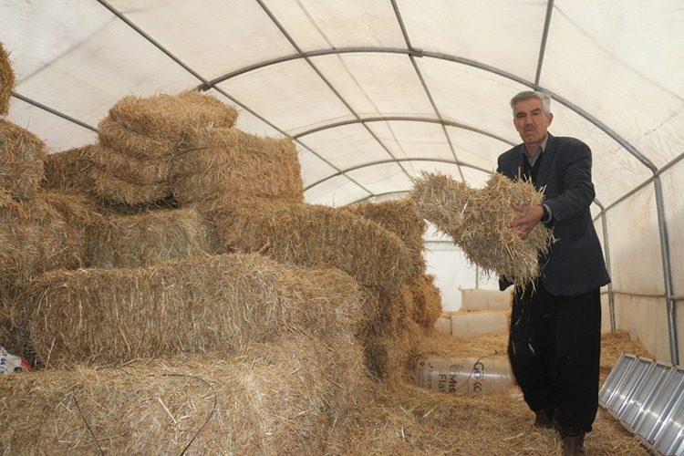 Adana'da Depremde Ağılları Zarar Gören Besiciler Verilen Çadırlarda Yetiştiriciliğe Devam Etti1