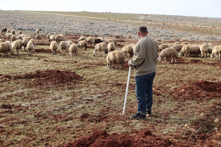 Depremzede Besici, Devlet Desteğiyle Sürüsünü Büyüttü0