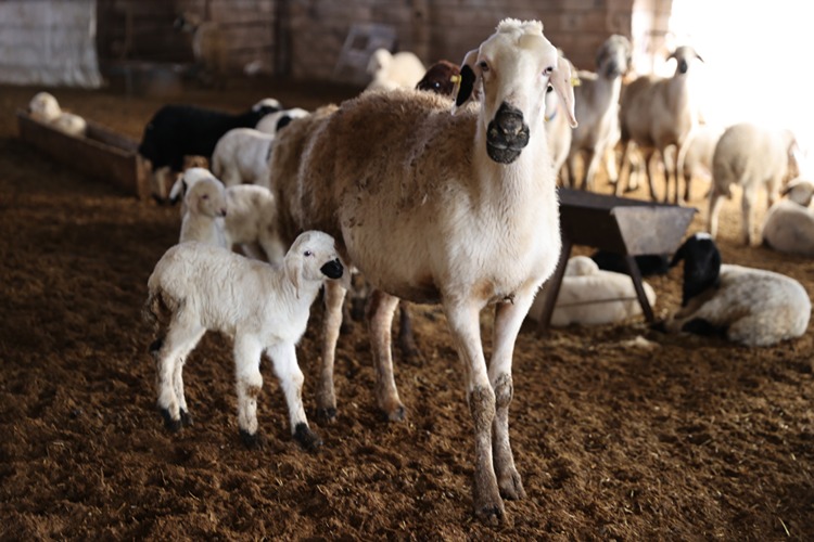Depremzede Besici, Devlet Desteğiyle Sürüsünü Büyüttü1