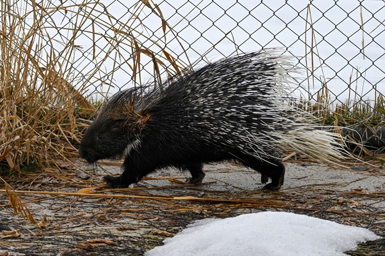 Doğada Nadir Görülen Hint Oklu Kirpi Tedavi Altına Alındı0