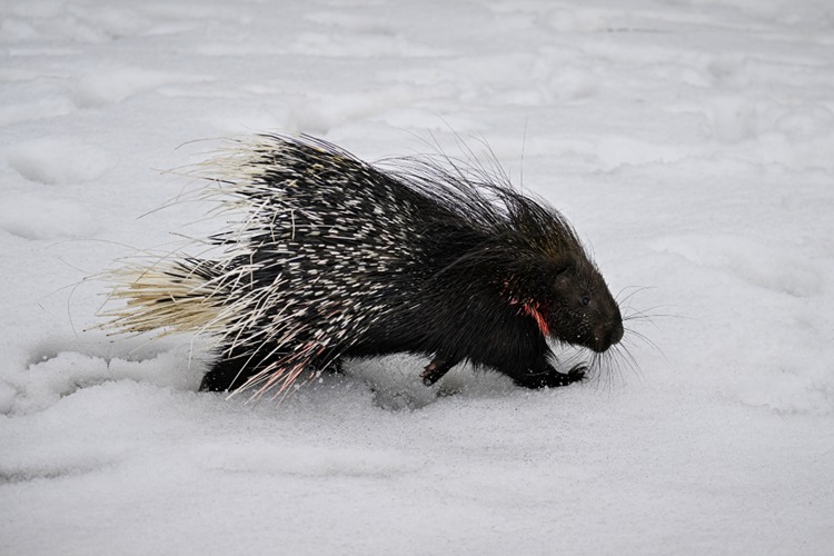 Doğada Nadir Görülen Hint Oklu Kirpi Tedavi Altına Alındı2