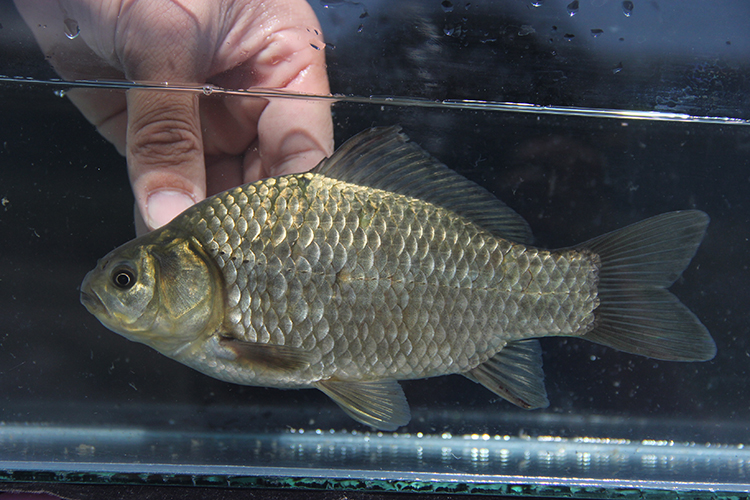 Türkiye'de Her 3 Tatlı Su Balığından Biri Tehlike Altında (3)
