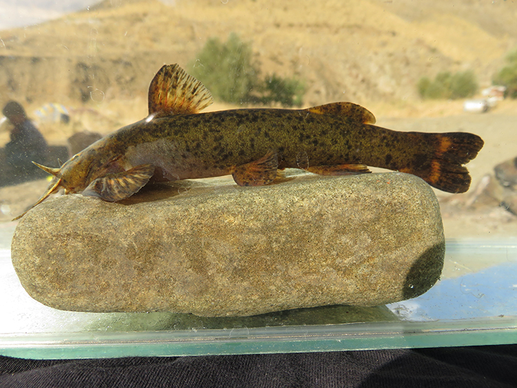 Türkiye'de Her 3 Tatlı Su Balığından Biri Tehlike Altında (4)