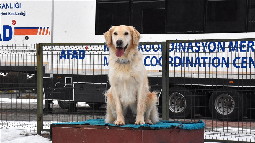 Yaralı Patileriyle 6 Kişiye Umut Olan Köpük Eğitimlerle Yeni Görevlere Hazırlanıyor (2)