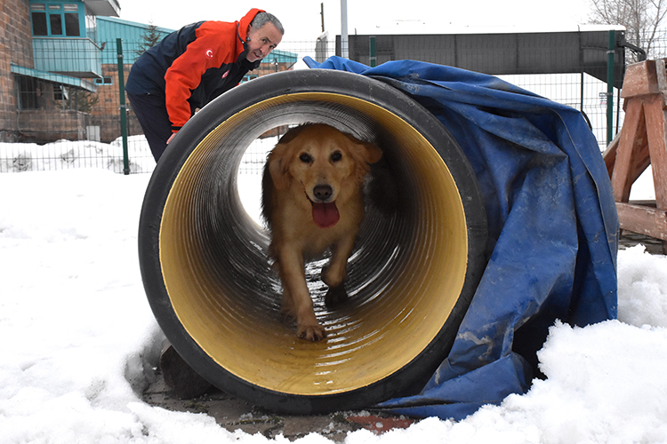 Yaralı Patileriyle 6 Kişiye Umut Olan Köpük Eğitimlerle Yeni Görevlere Hazırlanıyor (4)