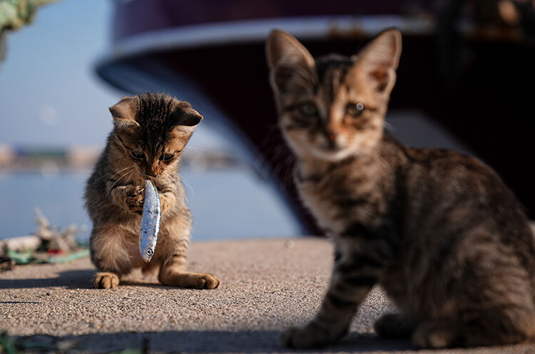 Aa’nın Yılın Kareleri Oylamasının Sonuçları Açıklandı (5)